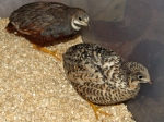 Button Quail Pair #4: Cinnamon male and red breasted female