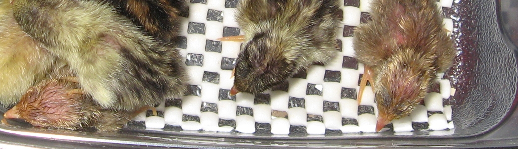 fallow button quail chicks